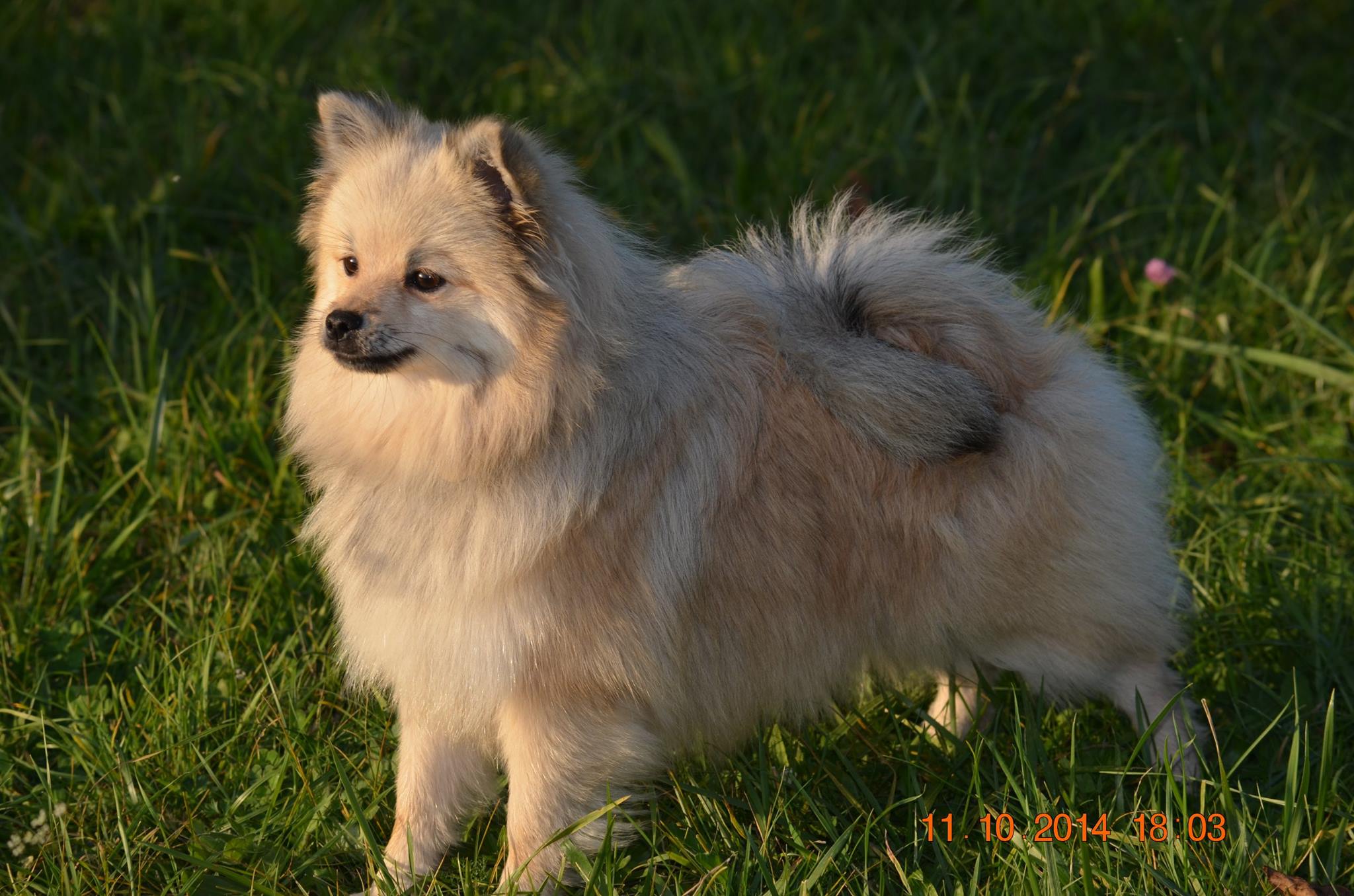 Queen valentina da casa dos rosnantes